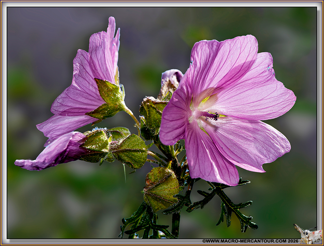 Mauve alc&eacute;e
